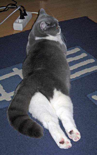 CBA新赛季期待值爆棚,球迷热情高涨,cba 新赛季