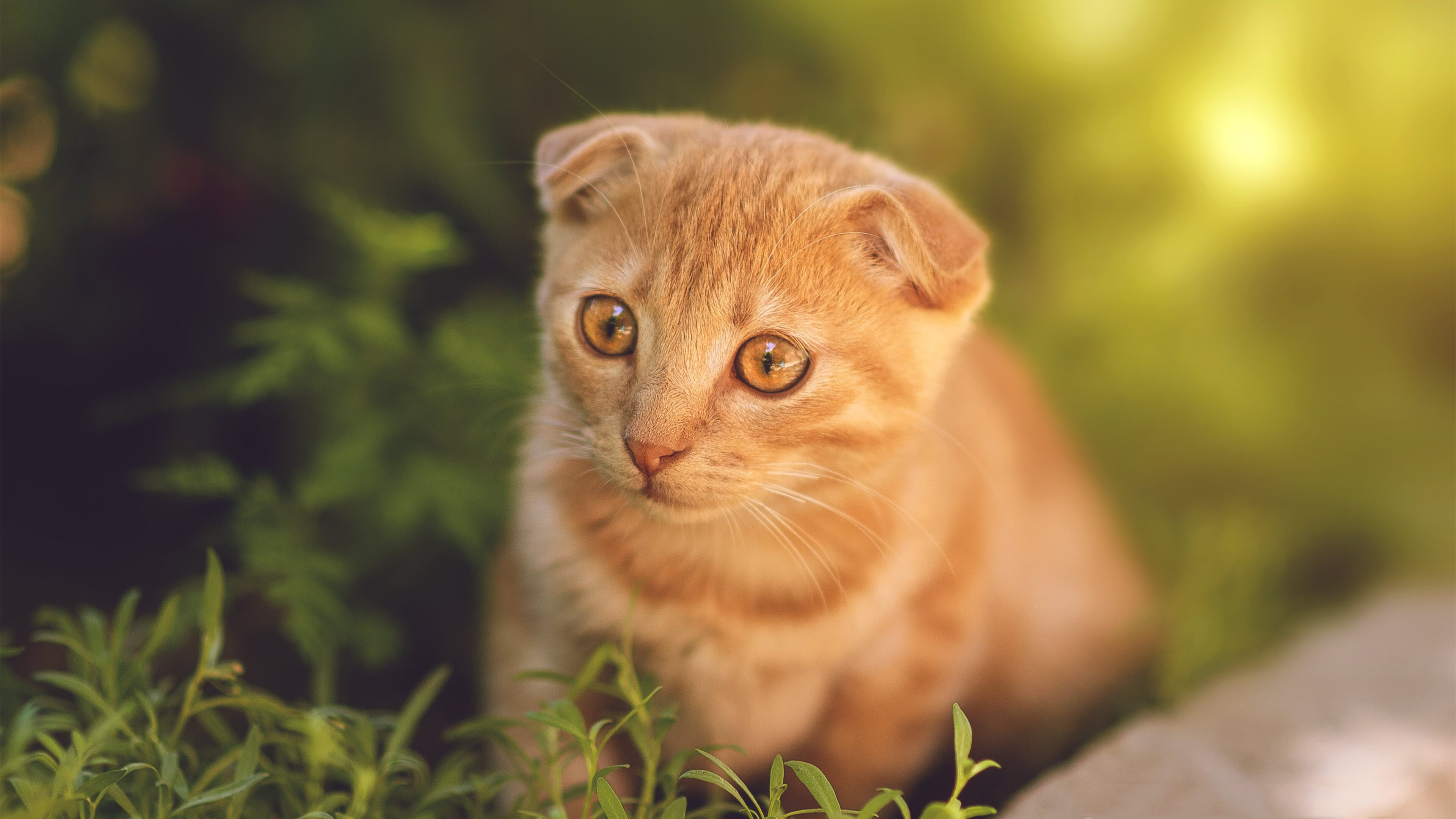 NBA官方宣布:2026年全明星赛将首次在亚洲举办,21年nba全明星赛时间