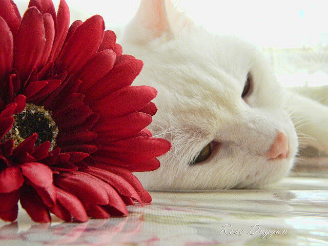 NBA大事记:联盟历史上的重大事件盘点,nba历年联盟第一战绩