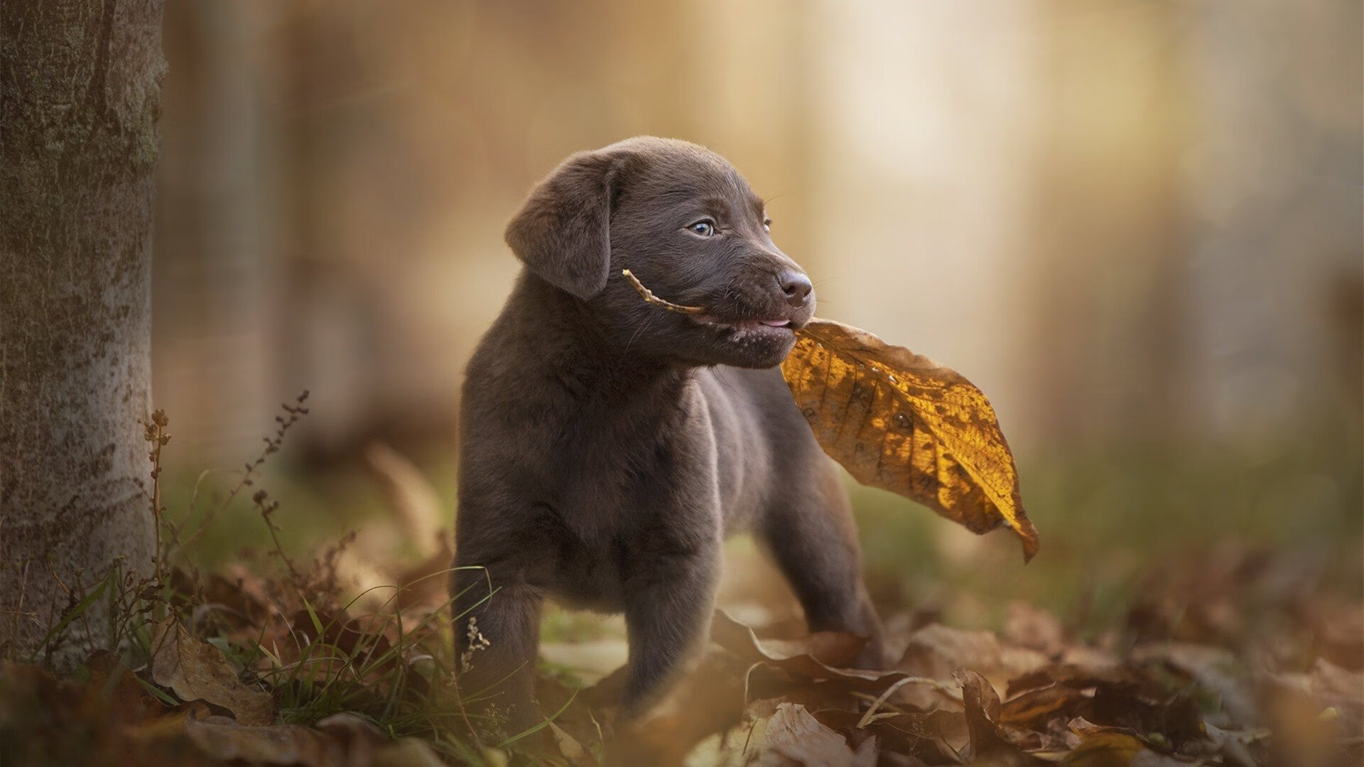 _逆境反弹：赛场上的奇迹逆转瞬间_，逆境中反弹