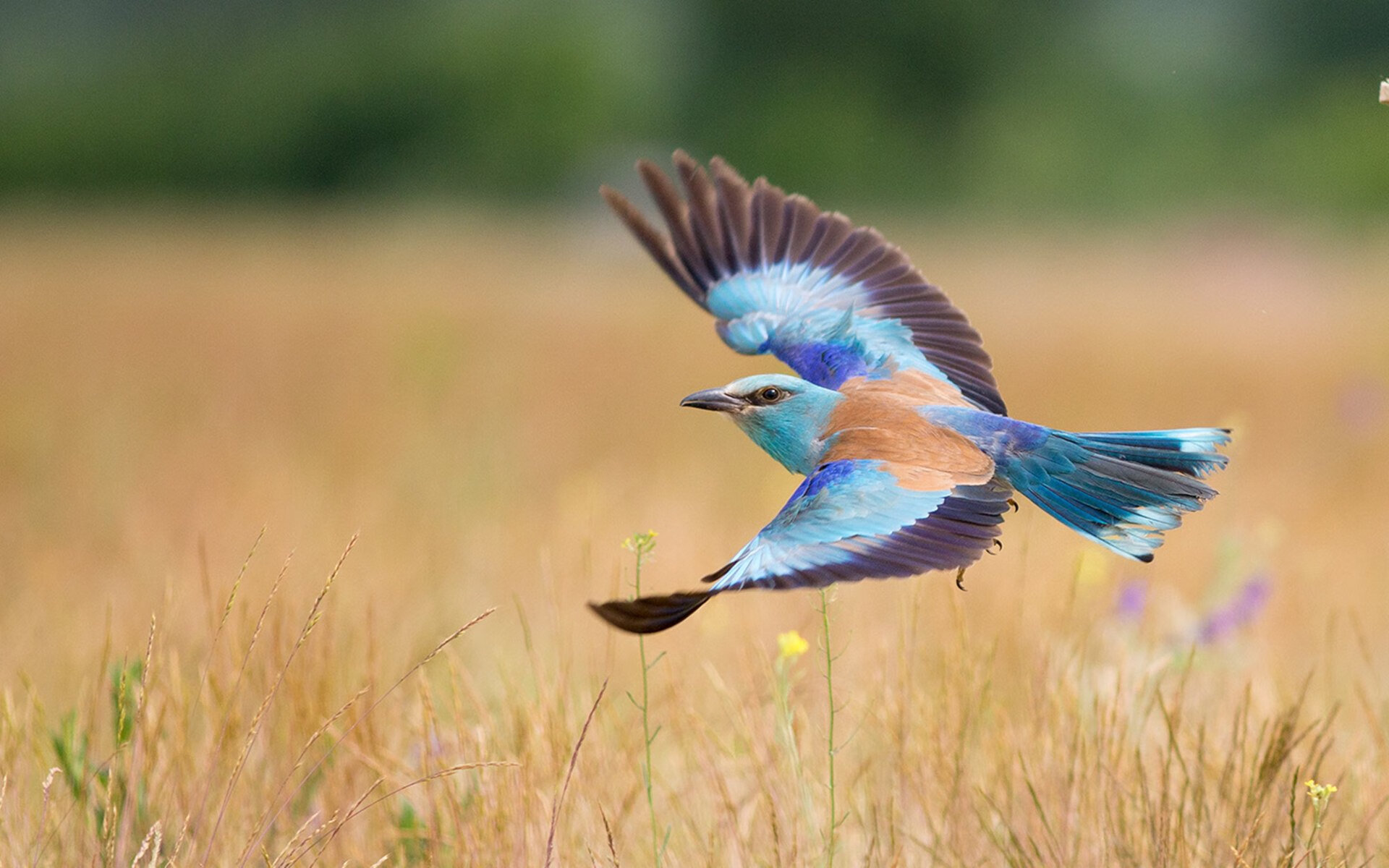 “英超榜首大战一触即发，谁能问鼎冠军？”，英超第一
