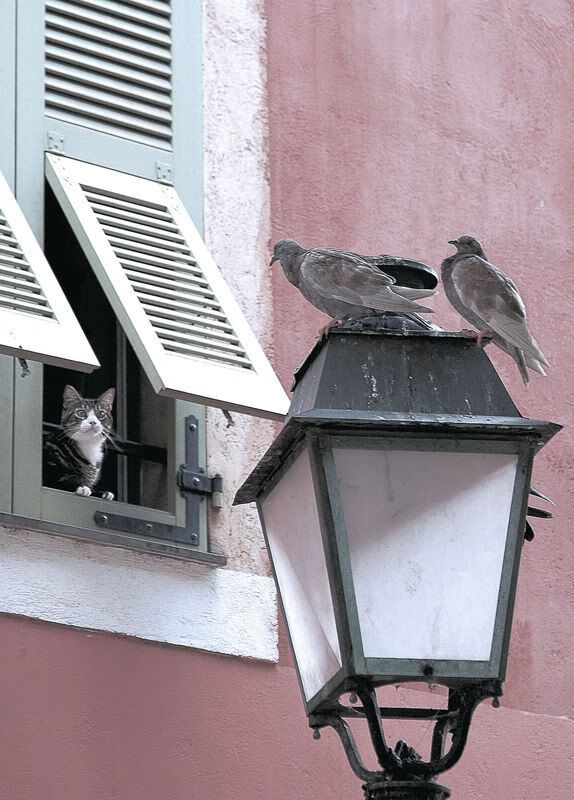 法兰克福锋线火力全开，迎来升华时刻，法兰克福锋线火力全开,迎来升华时刻怎么样