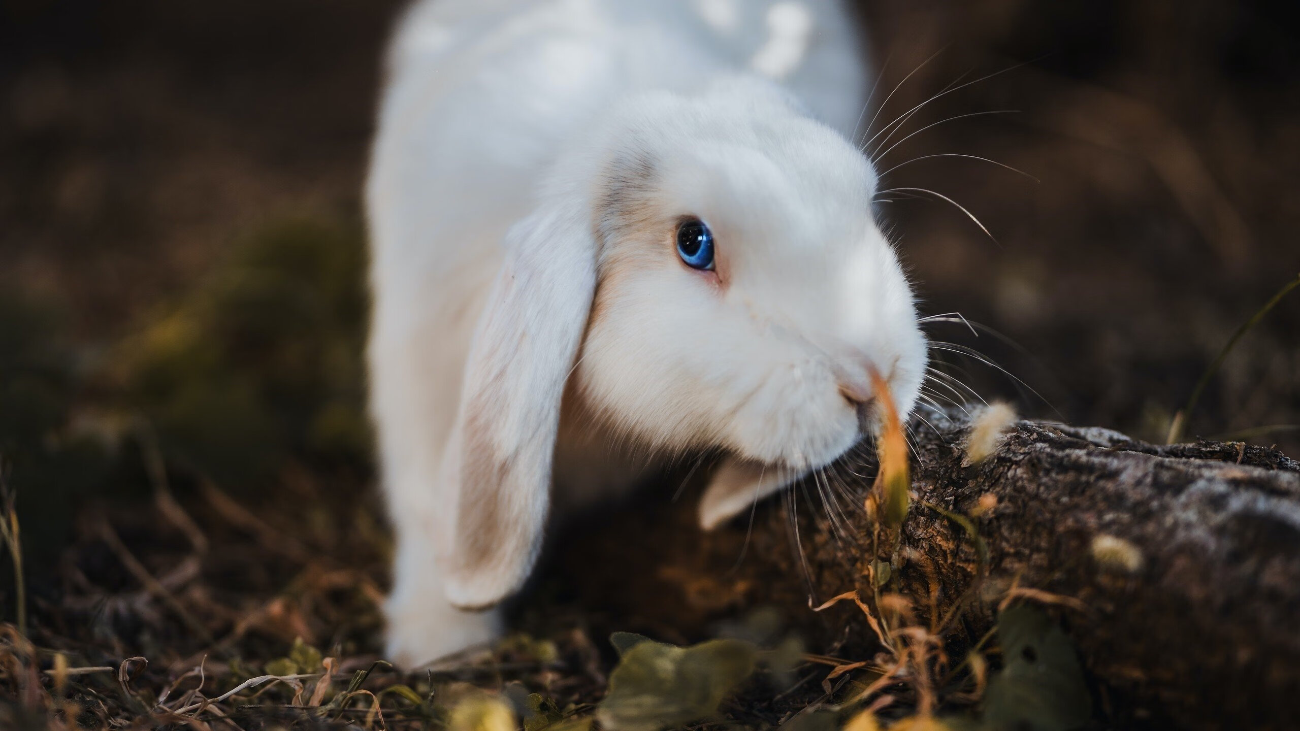 英超：利物浦2-0击败热刺，萨拉赫关键突破入球，英超-利物浦2-1逆转