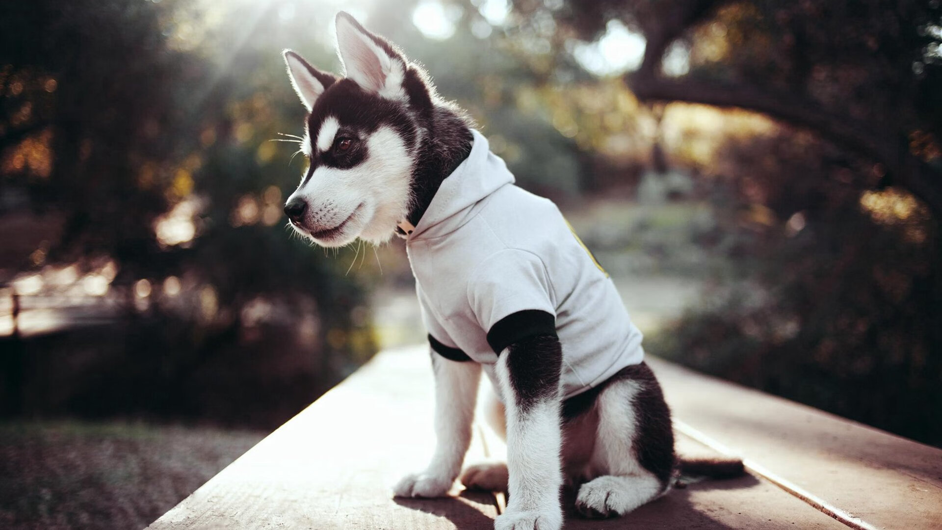 开云体育APP下载-青少年足球“产业+文化”深度融合，推动行业繁荣发展，青少年足球俱乐部运营模式