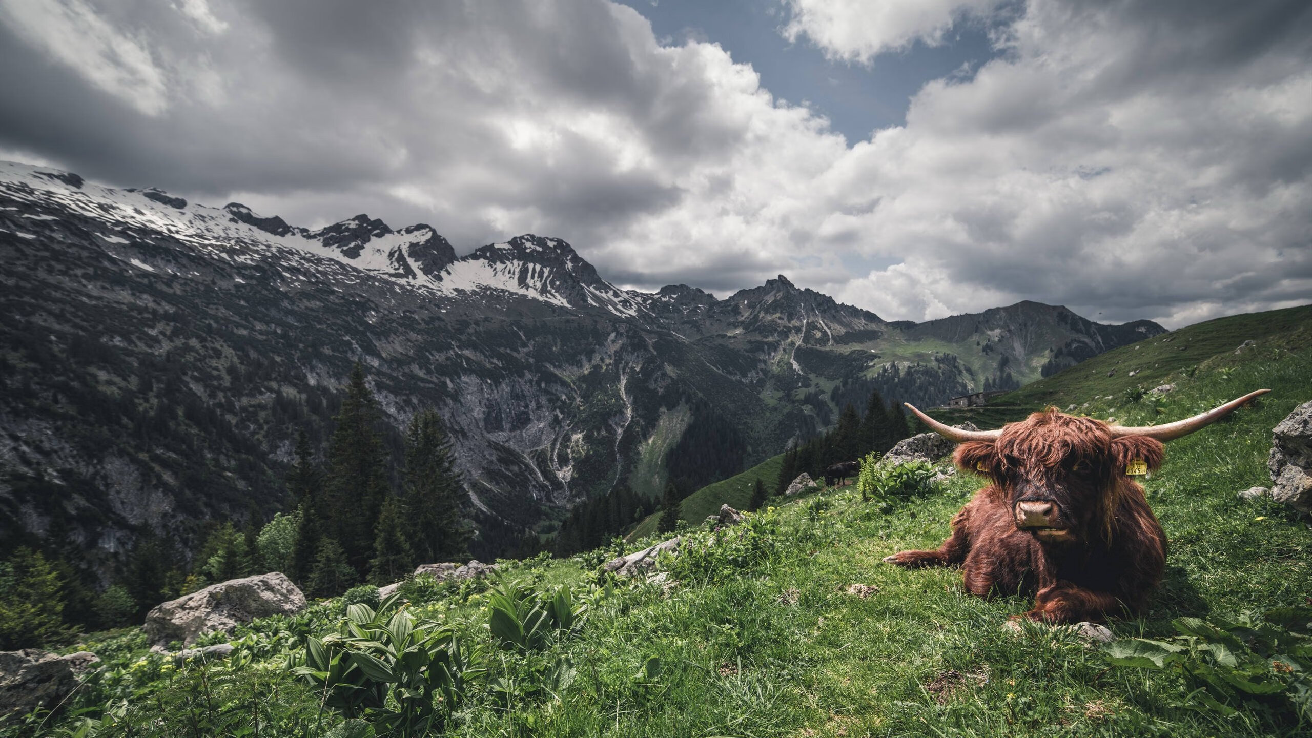 开云网页版-CBA球队教练战术布置研究，cba教练谁执教能力强