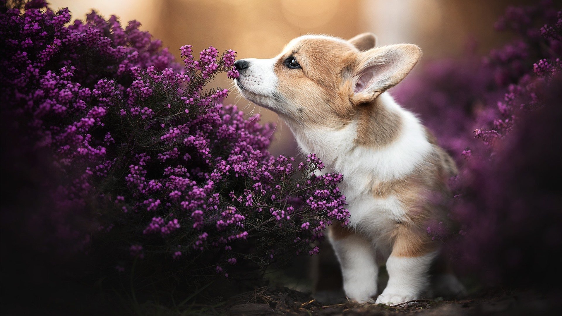 kaiyun网站-世界游泳锦标赛，中国花游组合技惊四座摘金，中国花样游泳集体项目获世界冠军