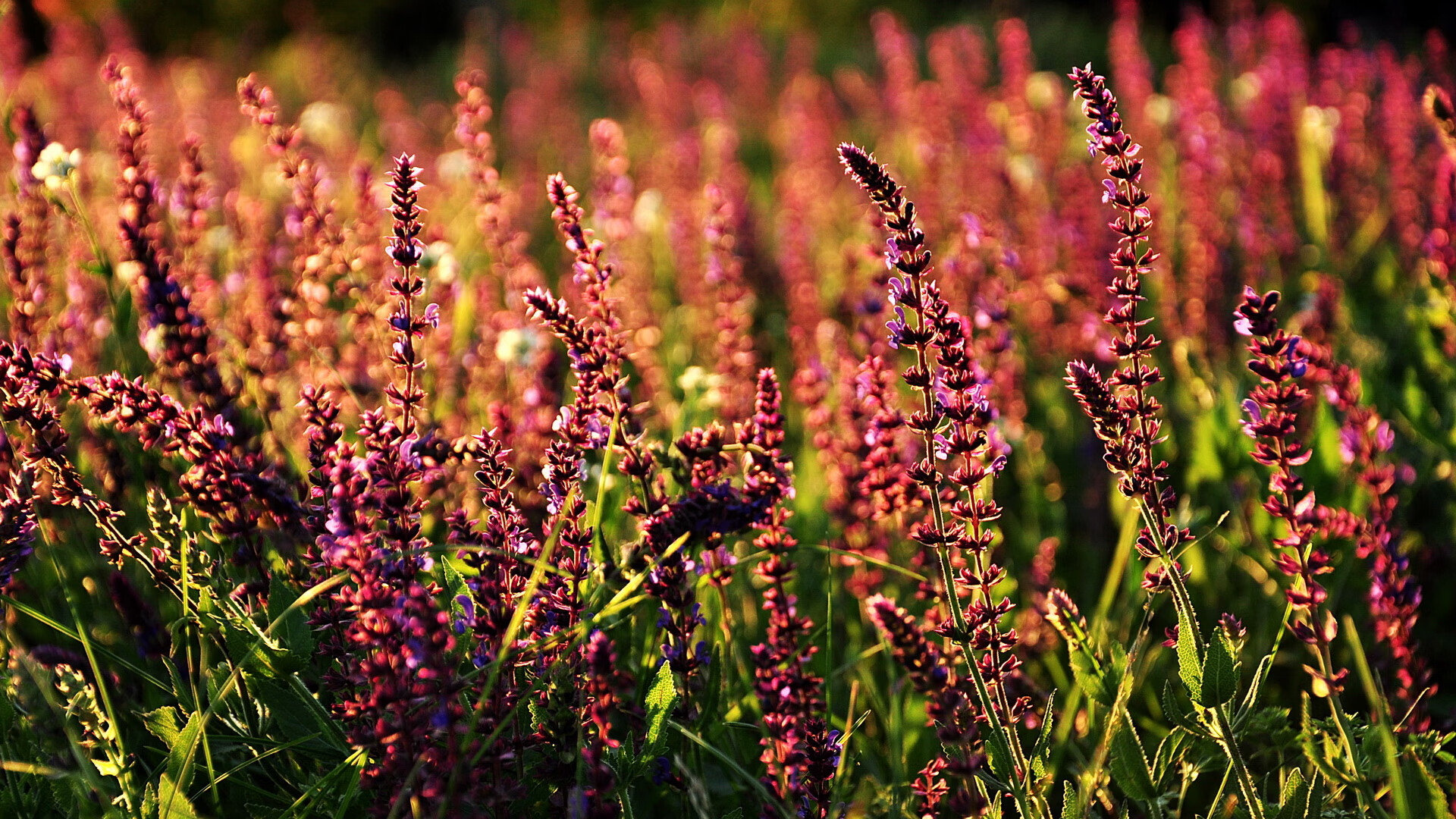 匈牙利客场险胜威尔士,实力逐渐显现,匈牙利对手