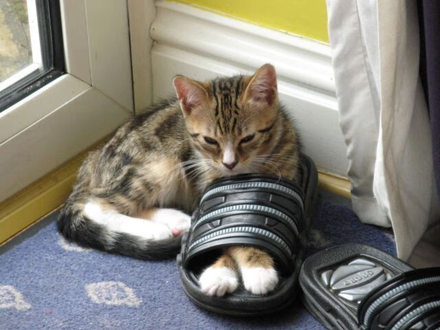 国际足球赛事中,一支球队霸气登场,夺得胜利,国际比赛的足球