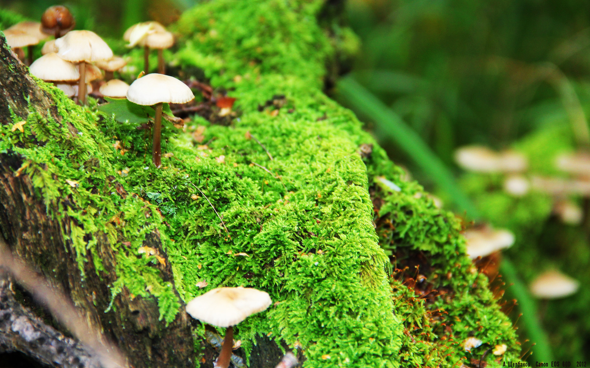 开云网页版-国足备战世界杯，阵容深度不断增强，国足进军世界杯规则