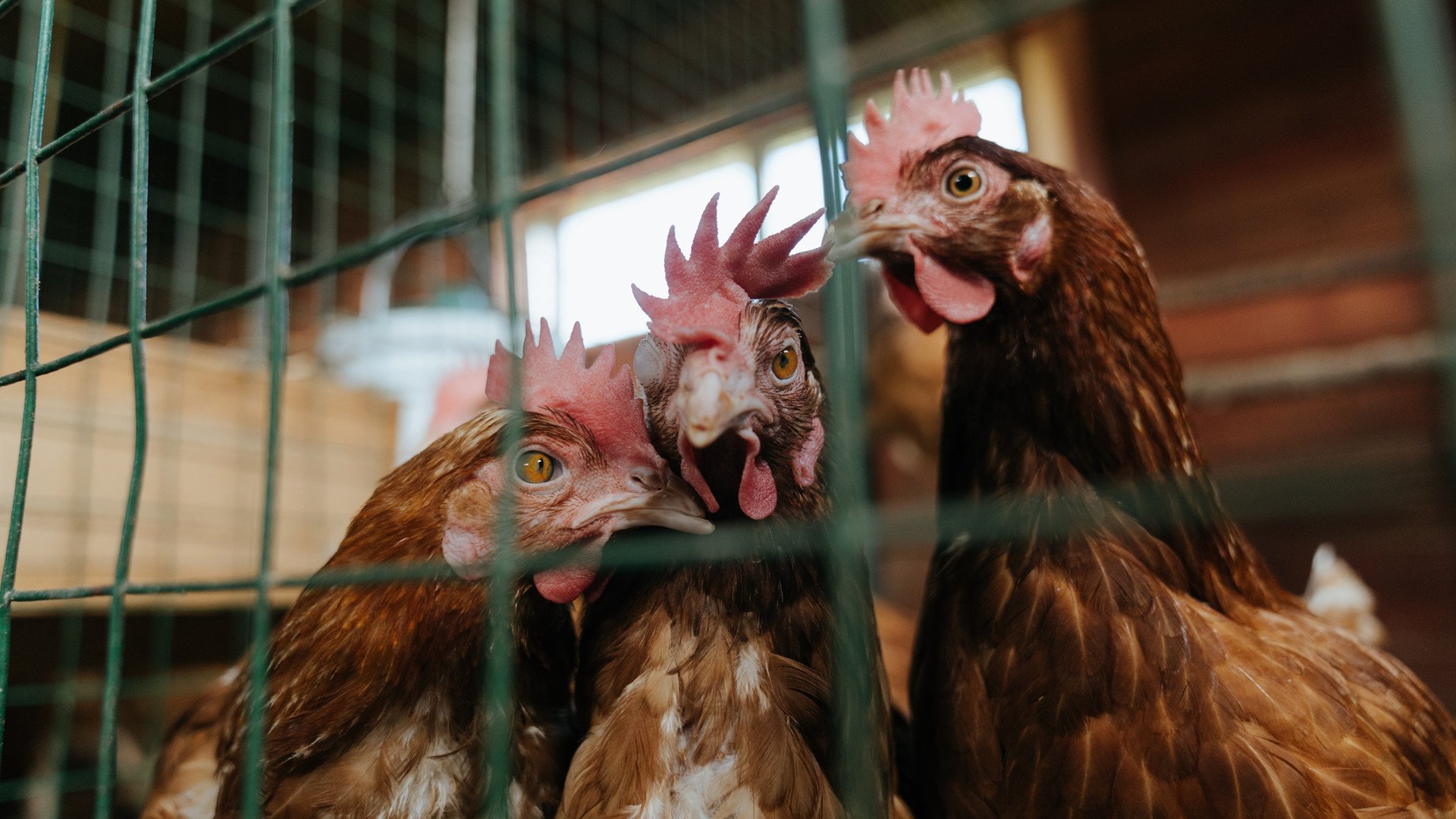 摩洛哥队在巴黎奥运会男足比赛中以2-1惜败西班牙，摩洛哥的足球