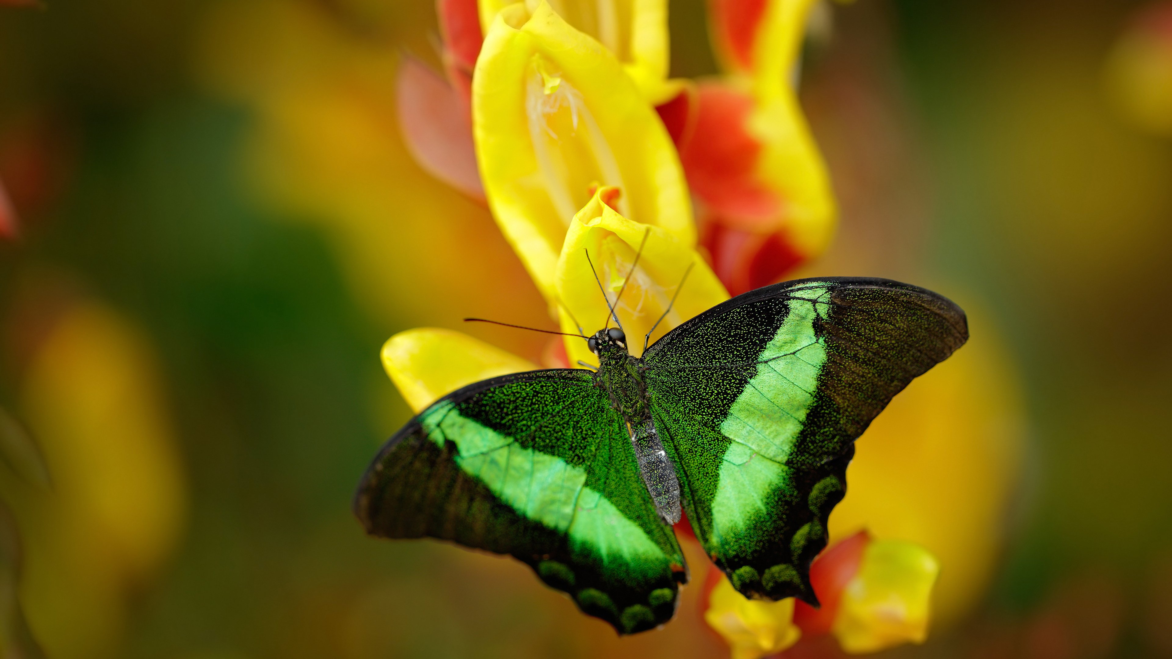 开云·体育官网APP下载-斯特拉斯堡主场战平马赛，继续保持不败记录，斯特拉斯堡对马赛比分预测