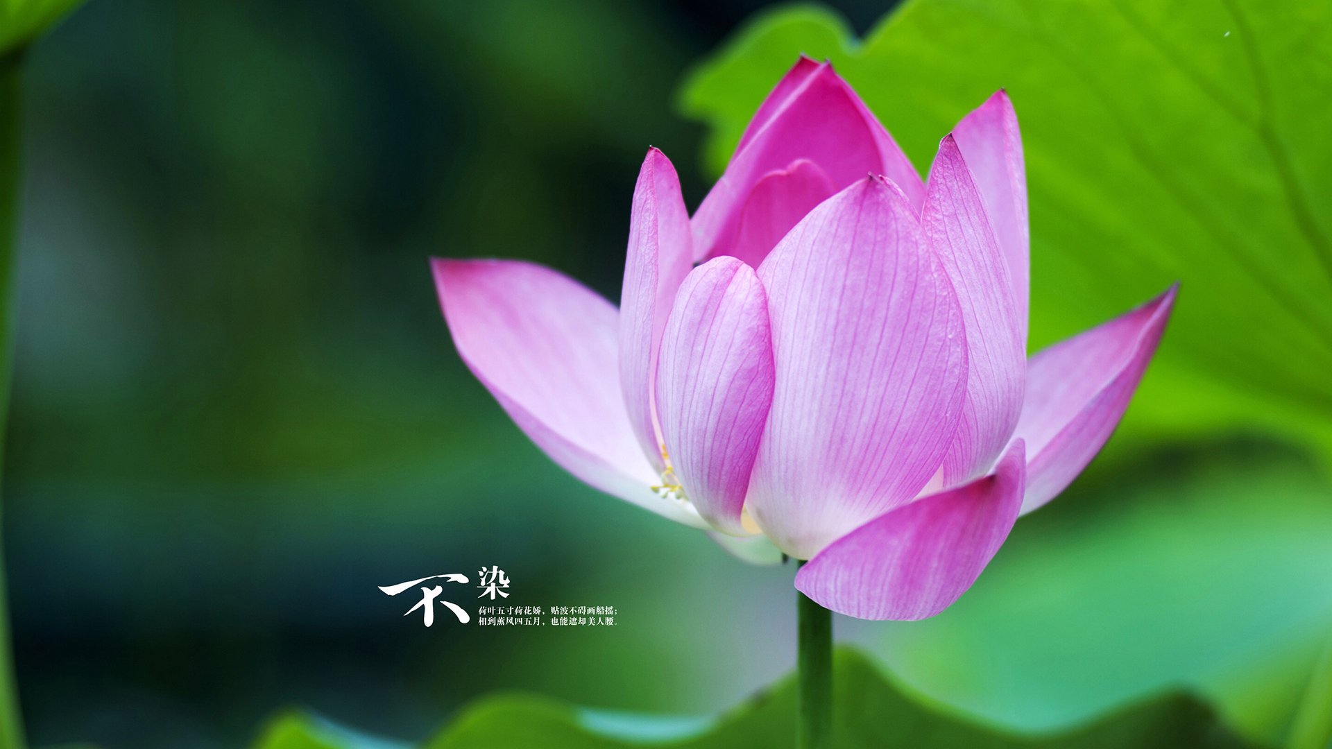 Kaiyun(中国)开云-法国女足签下新星前锋，法国女足签下新星前锋有哪些