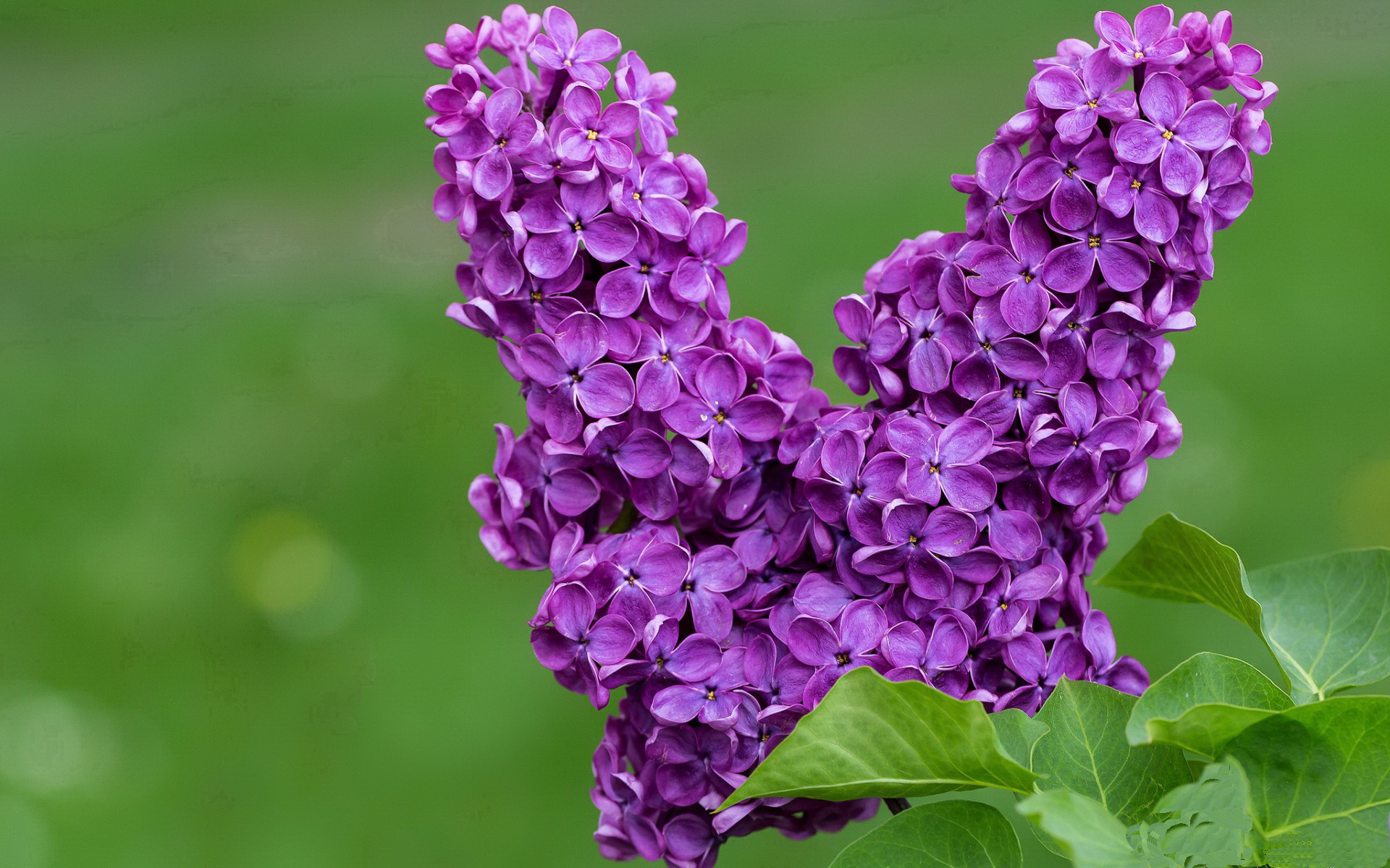 湖人新闻:戴维斯伤愈复出,球队士气大振,湖人戴维斯去哪了