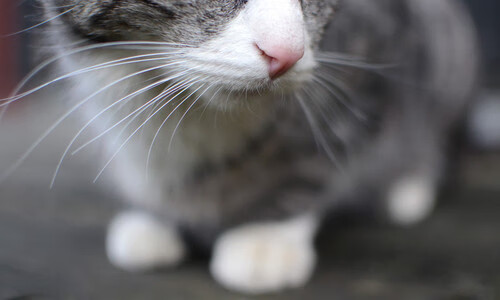 开云网站-深度解析排球拦网技术演进，排球拦网教学视频教程