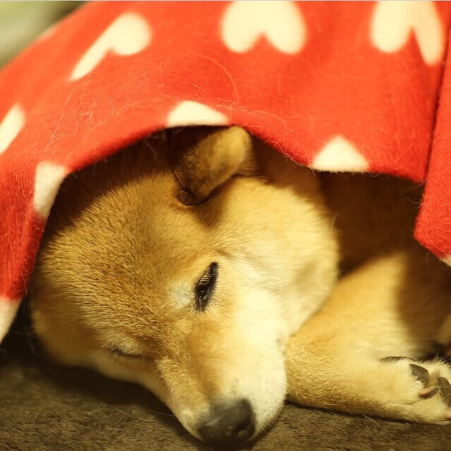 kaiyun体育综合-浙江广厦球队攻防转换效率大幅提升，浙江广厦球队球员介绍