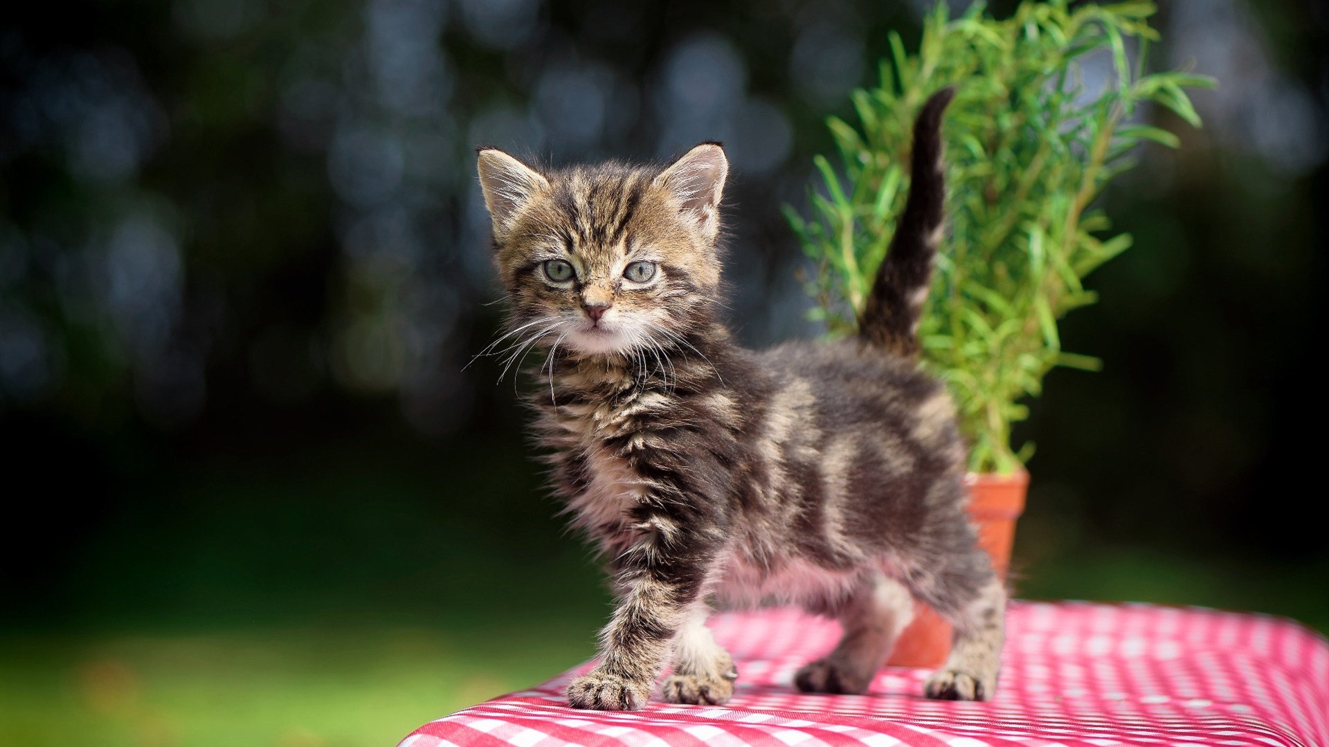 开云官方网页登录-瓦伦西亚后防金刚不破，对手试图发动射门