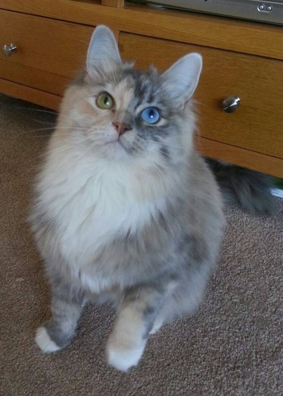 电竞电竞赛事多元化赞助模式创新及商业价值分析，电竞赞助规模