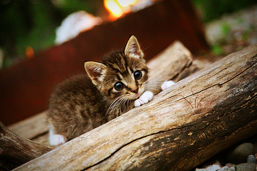 开云kaiyun-突袭骑士的奇兵：开拓者实现逆袭，突击骑士