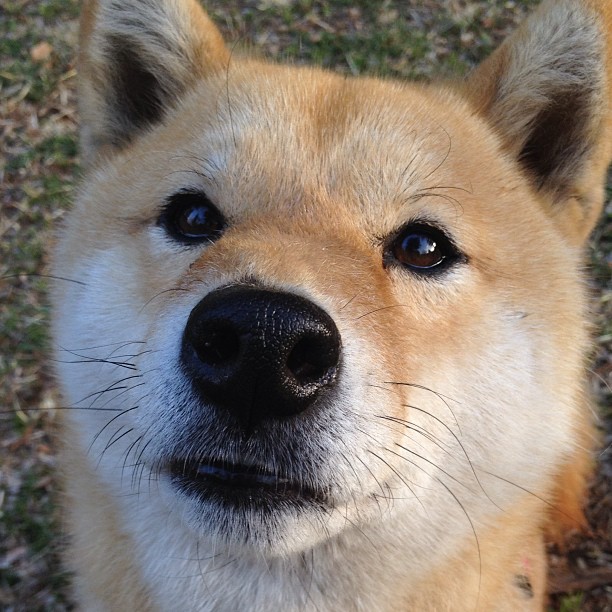 米尔沃尔防守反击坚决，狮子军团抢分希望重燃，米尔沃尔足球队