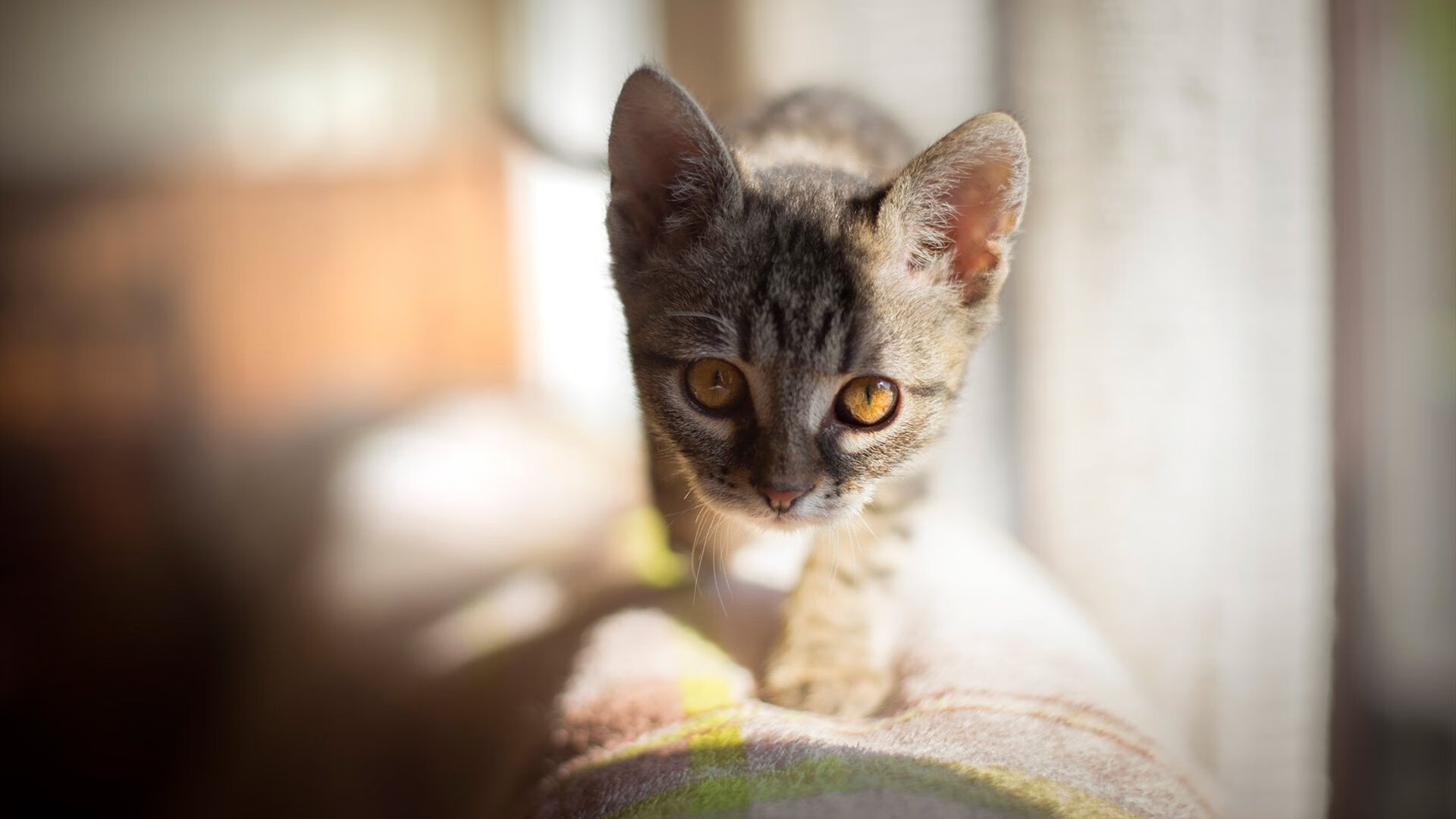 英格兰队在欧洲杯八分之一决赛中以2比0战胜瑞士队，晋级四强，英格兰欧洲杯比赛结果