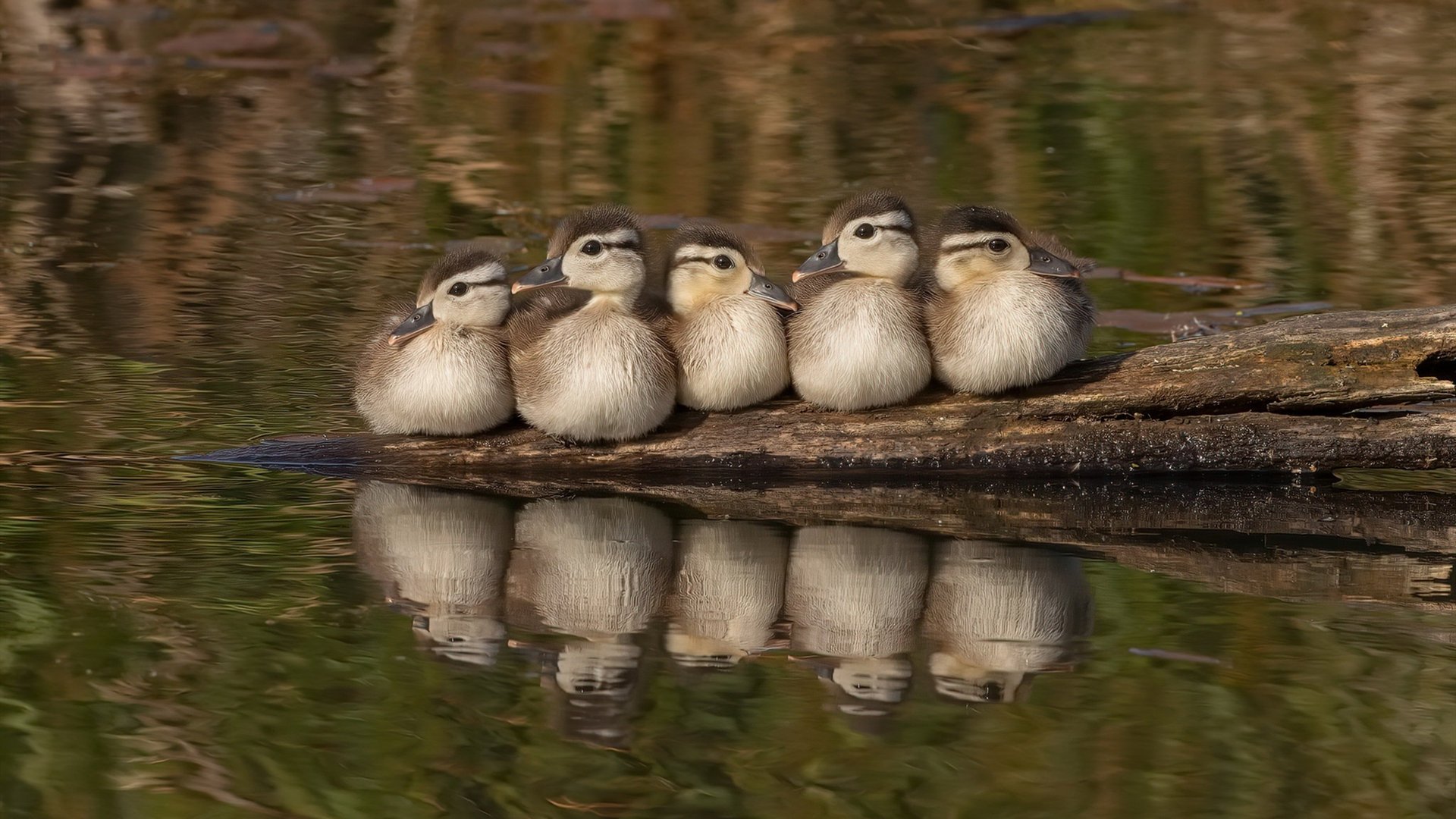 逆转射击选手最后一枪定乾坤，逆转结局装备叫什么