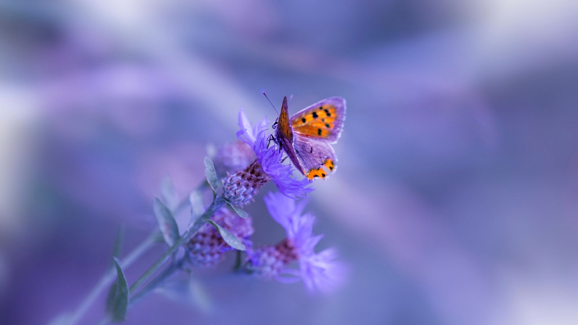 雄鹿重拾状态字母哥砍三十五,nba雄鹿字母哥伤