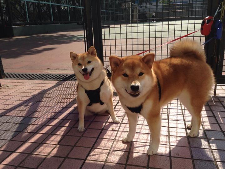 中国足球对抗频次与伤病风险相关性,足球 对抗