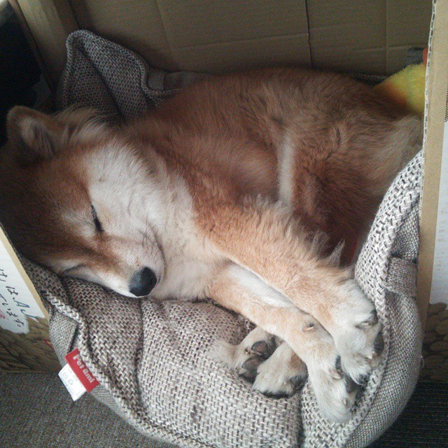 传奇主持人:主播解读比赛背后故事,传奇故事女主播