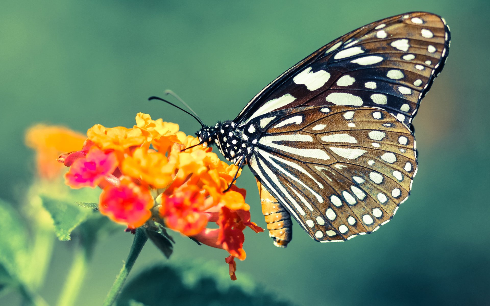 篮球运动员专项技能训练数据分析及智能化应用研究，篮球运动员能力值的表