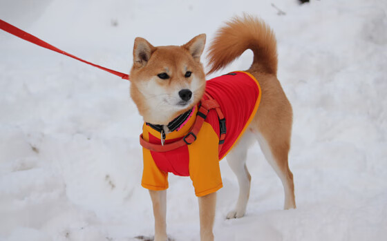 kaiyun登录入口-联赛赛季节奏与欧战比赛时间安排是否冲突，各联赛欧战名额