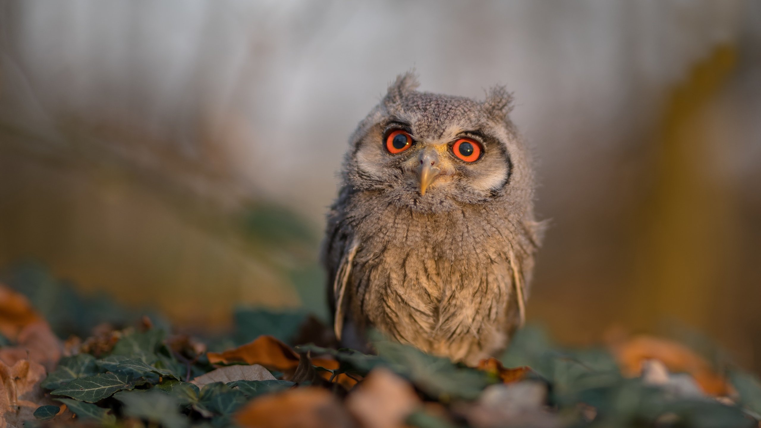 “安赫尔·巴尔博萨的力量与敏捷结合,成为美洲狮队的进攻突破点”