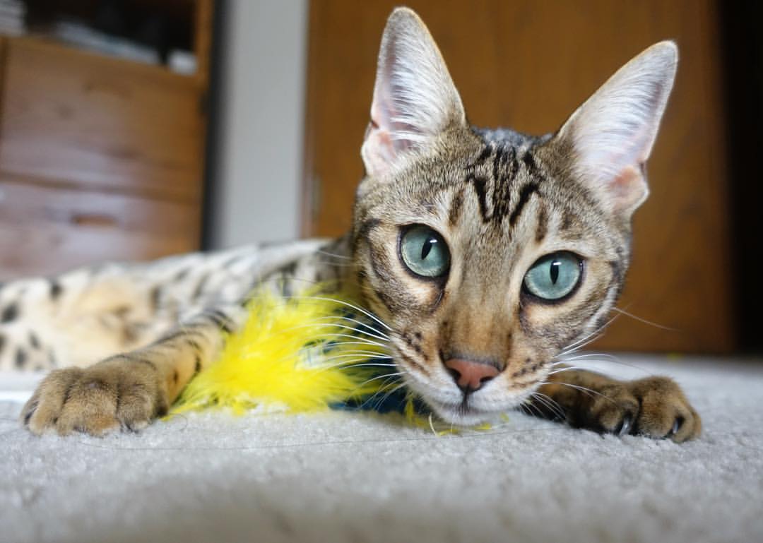 开云体育-国家极限运动协会披露新项目申报流程，国家极限运动协会披露新项目申报流程图