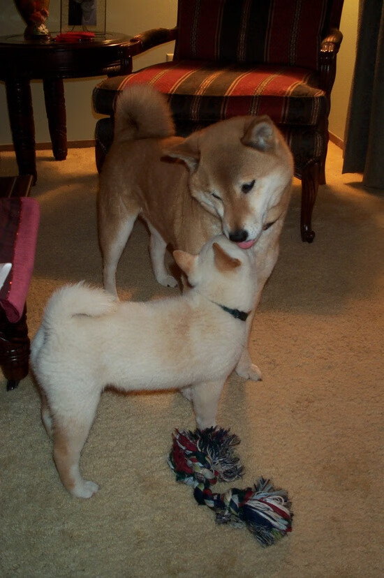 法甲未来之星：新人成长迅速！，2020足球未来之星